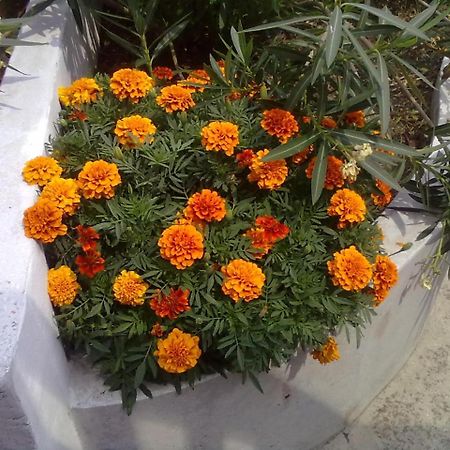 דירות Agios Ioannis  Pelion Orama מראה חיצוני תמונה