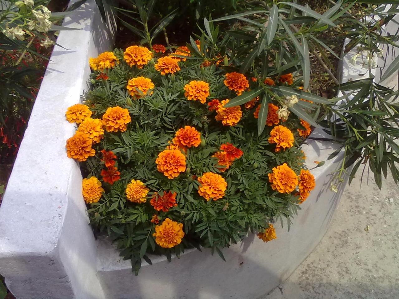 דירות Agios Ioannis  Pelion Orama מראה חיצוני תמונה